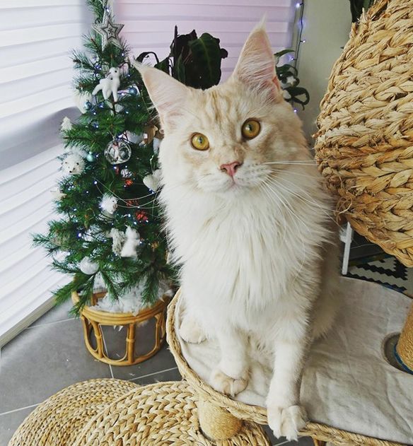 Christmas Cats & Decoration