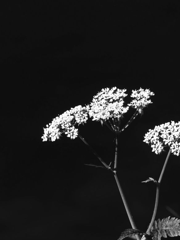 Black and White Nature